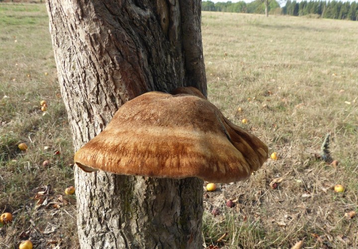 P1110667 (copie 1).JPG
