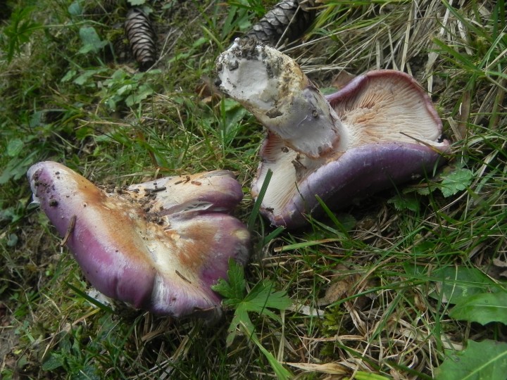 DSCN0224.JPG