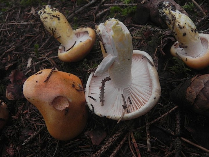 DSCN0227b.JPG