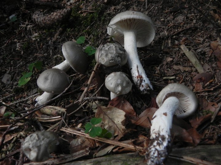 DSCN0129.JPG