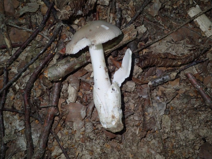 Amanita betulae.JPG