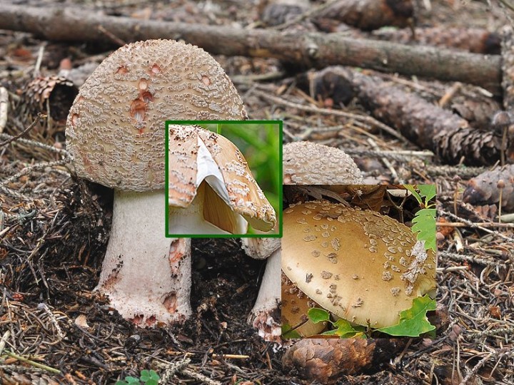 Amanita_rubescens_Saleve.jpg