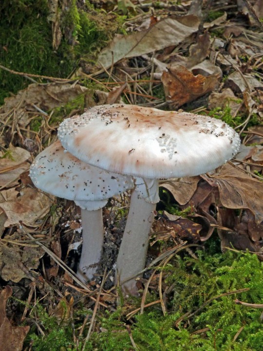 P1000413.jpg