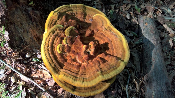 Phaeolus schweinitzii.jpg