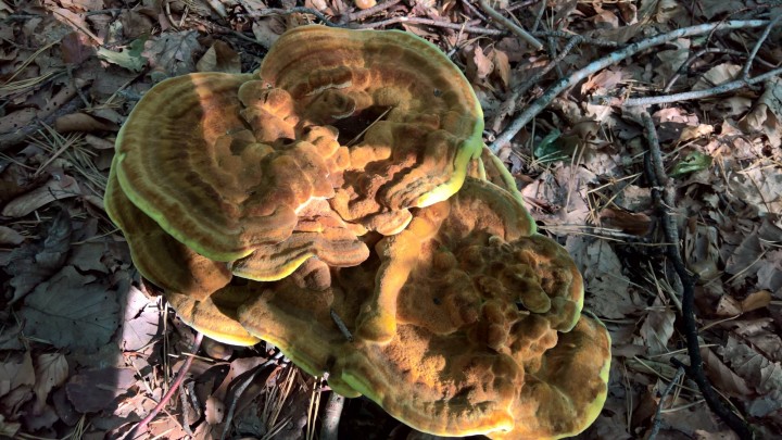 Phaeolus schweinitzii (2).jpg