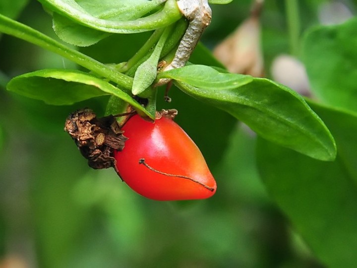 Lycium_barbarum_fruit_Jardin_Bota_2020.jpg