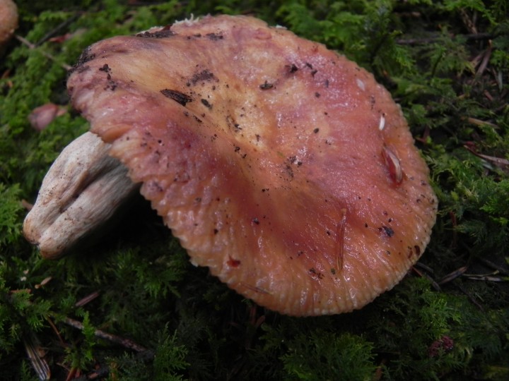 DSCN0291.JPG