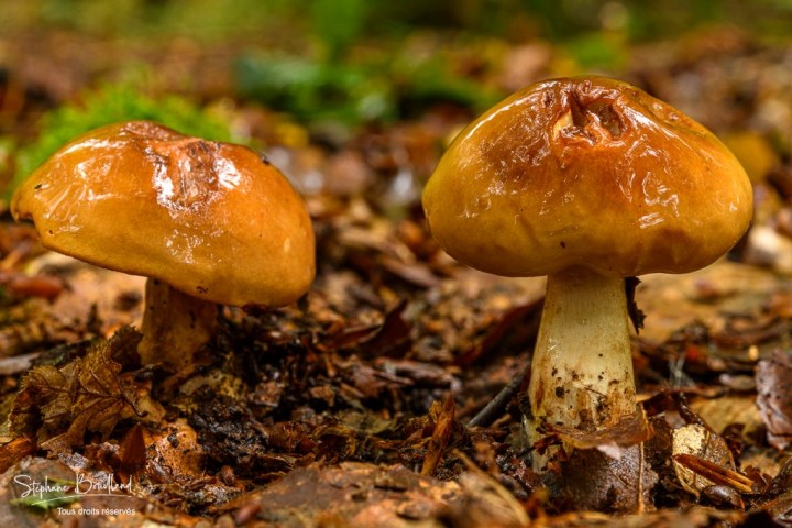 _DSC8543.jpg