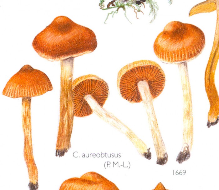 C_aureobtusus.jpg