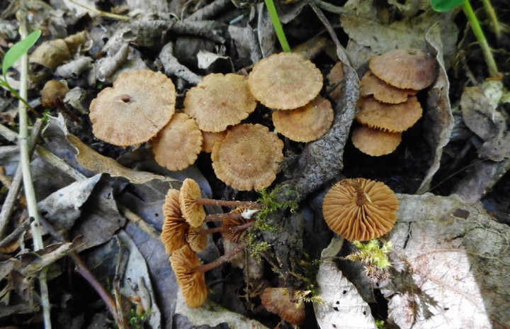 Tubaria conspersa.JPG