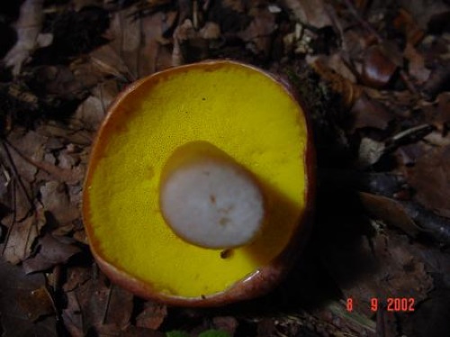 boletuspseudoregius3.jpg