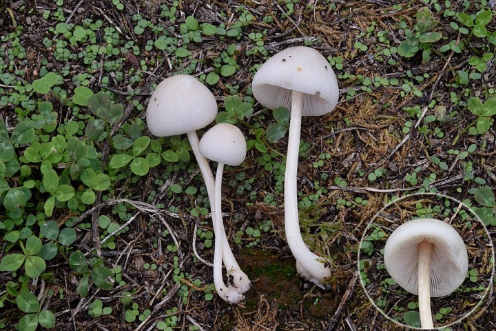 DSC_1465.jpg