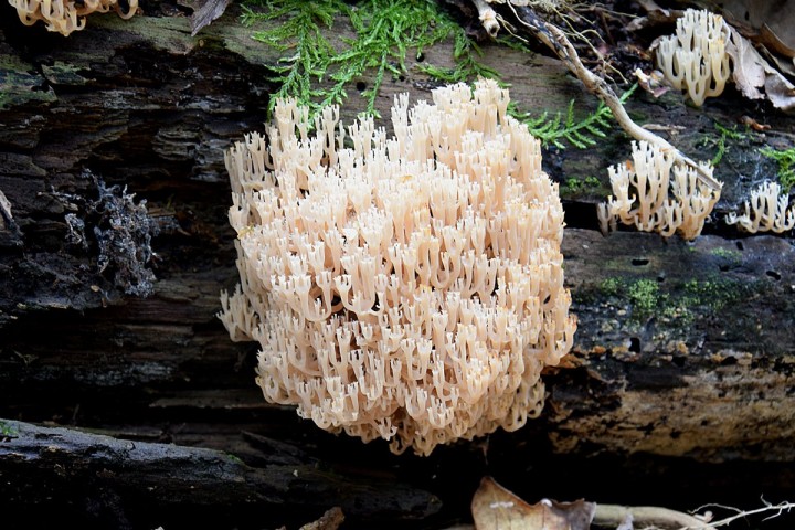 Septembre 2020 - Forêt de St Mars la Jaille (44)
