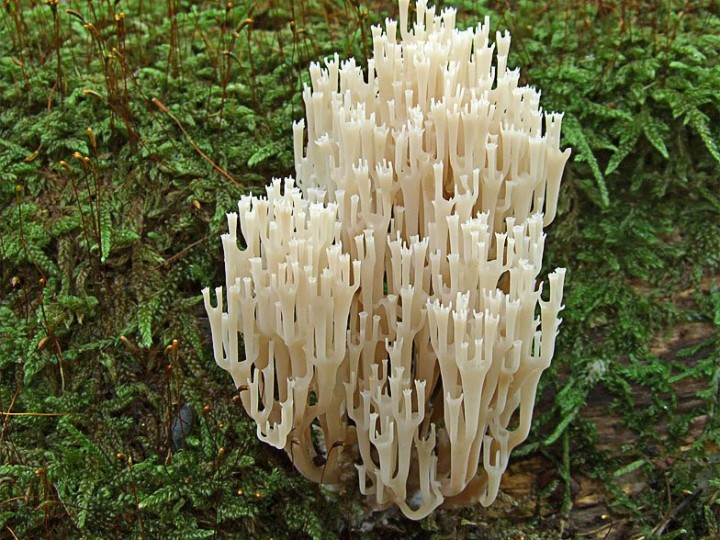 Artomyces_pixydatus_2.jpg