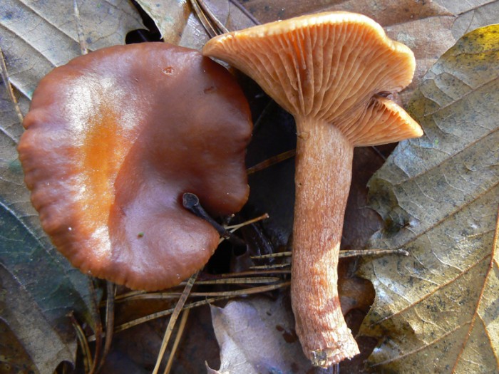 P1110795.jpg