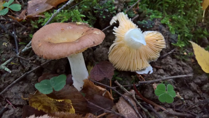 WP_20201008_16_42_27_Rich.jpg