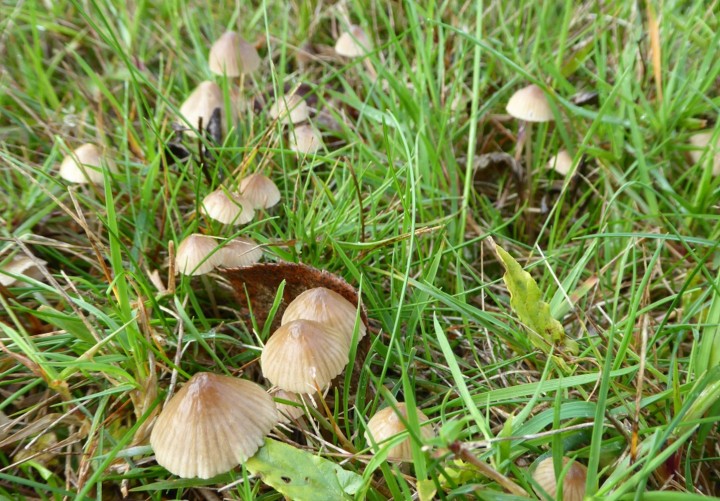 P1110776 (copie 1).JPG