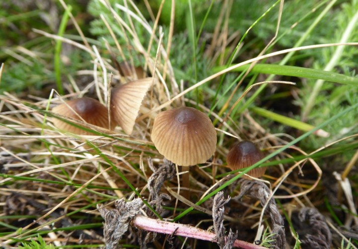 P1110722 (copie 1).JPG