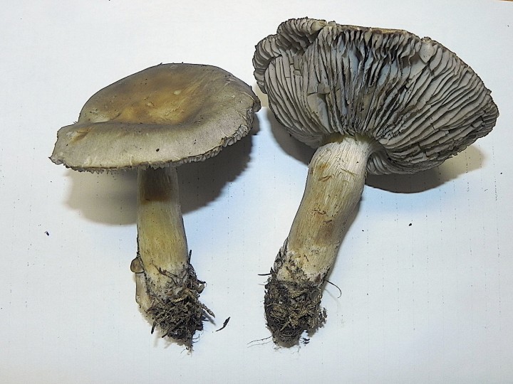 DSCN0425bis.JPG