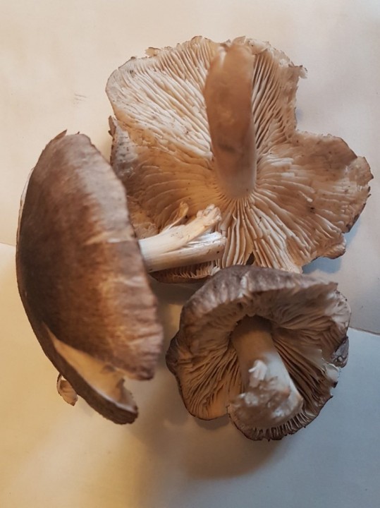16023243138870.jpg