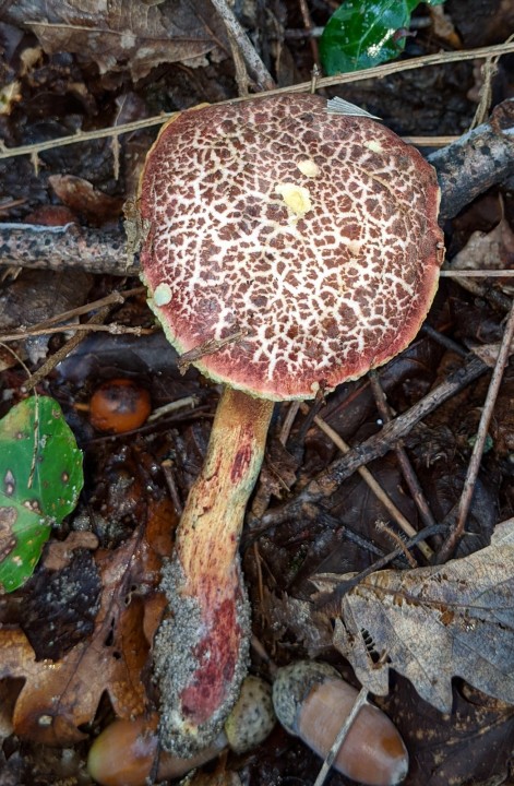 Xerocomus sp (1)_modif.jpg