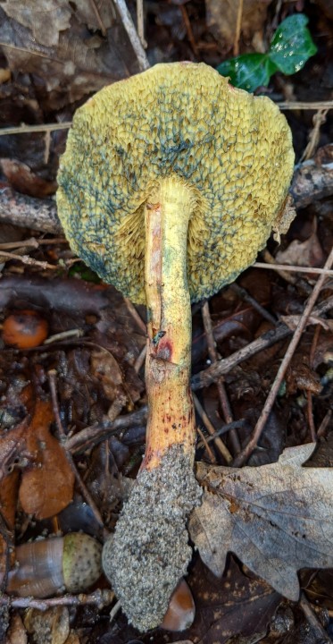 Xerocomus sp (2)_modif.jpg