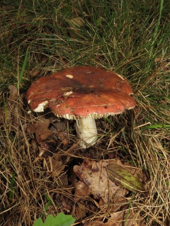 Russula xerampelina 11 OCT 2020 SAUVETERRE-DE-ROUERGUE (2).JPG