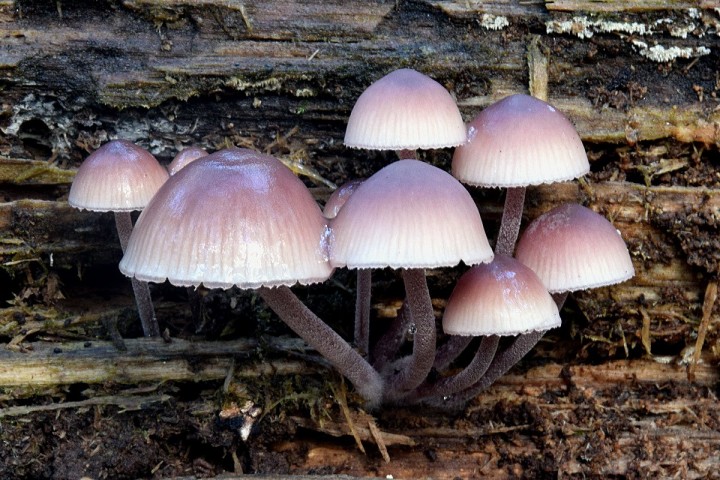 Octobre 2020 - Forêt de St Mars la Jaille