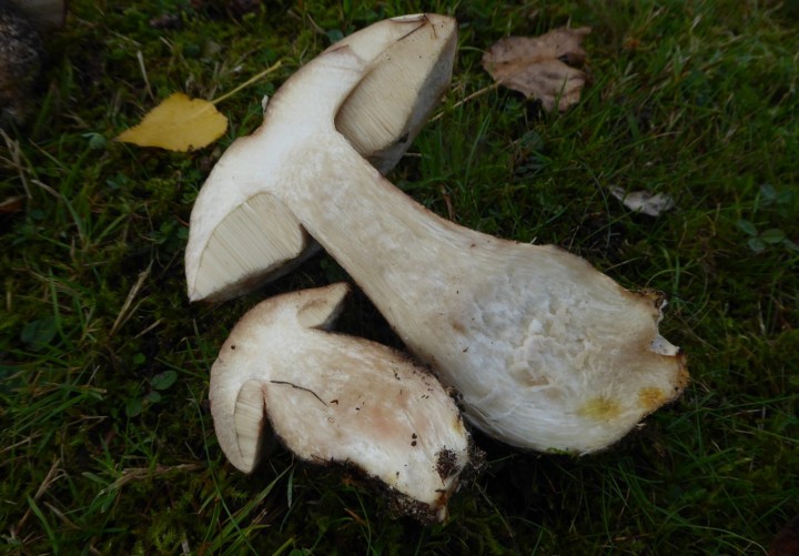 P1110945.JPG