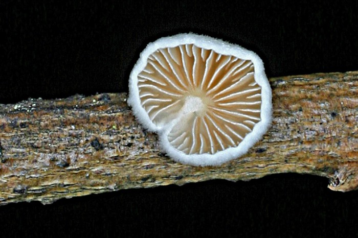 CRsaule04.jpg