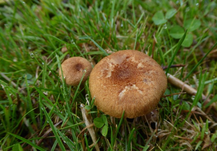 P1110963 (copie 1).JPG