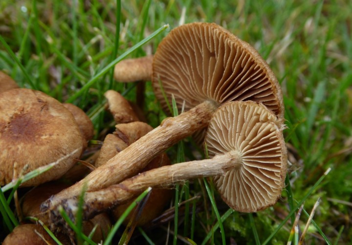 P1110967 (copie 1).JPG