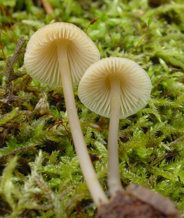 mycena_w.jpg