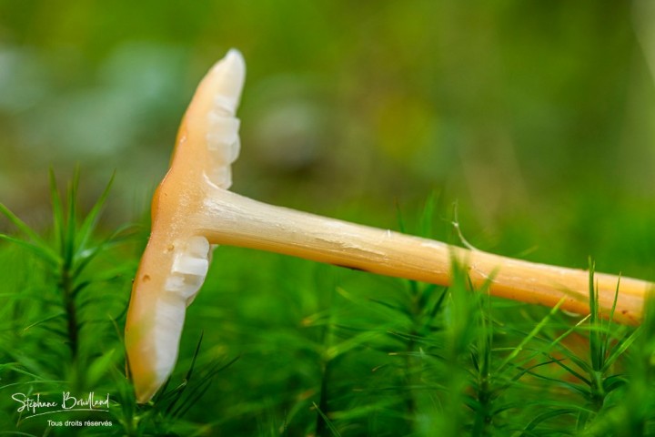 _DSC9920.jpg