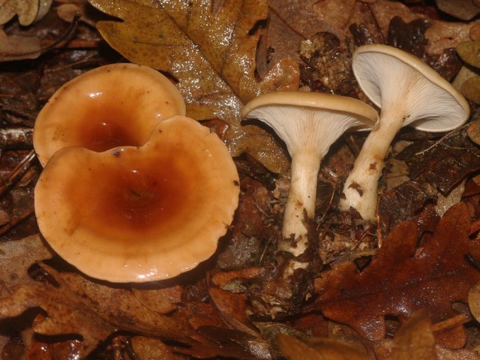 111108-330clitocybe.jpg