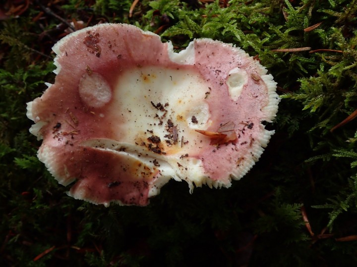 Russula vesca.JPG