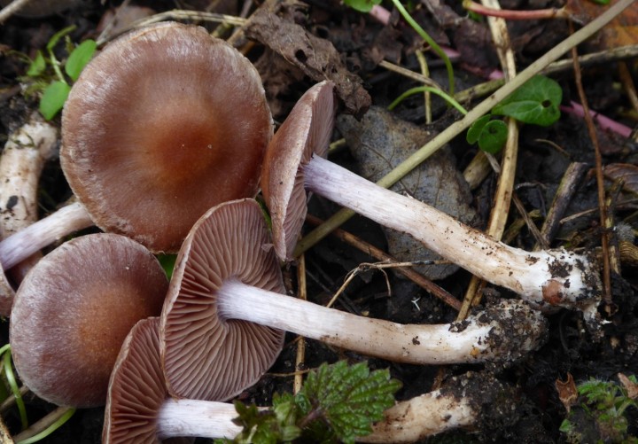 P1120179 (copie 1).JPG