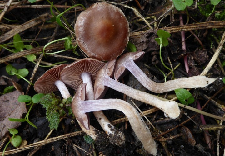 P1120184 (copie 1).JPG