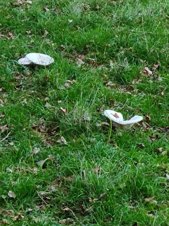 Champignons a.jpg