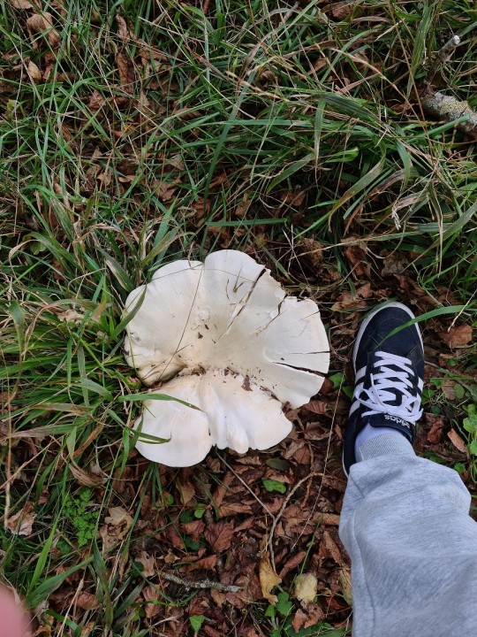 Champignon d.jpg