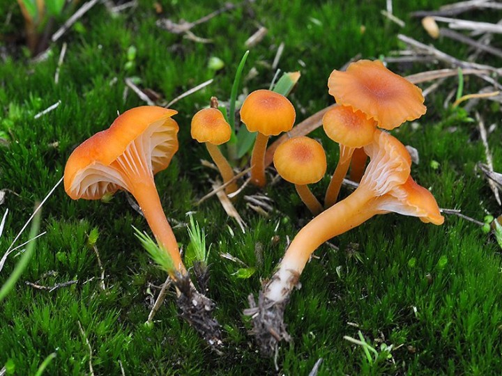 Rickenella_fibula_var_pseudocantharellus.jpg
