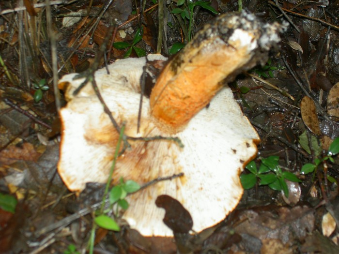 PICT0007.JPG