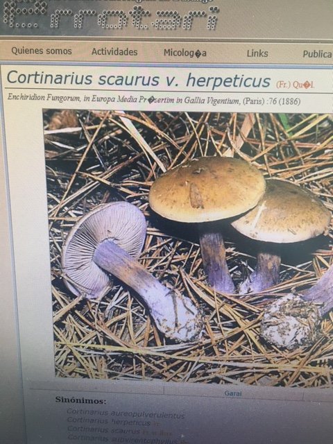 cortinarius 1.JPG