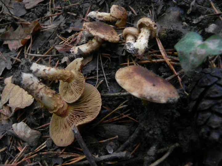 DSCN0430.JPG
