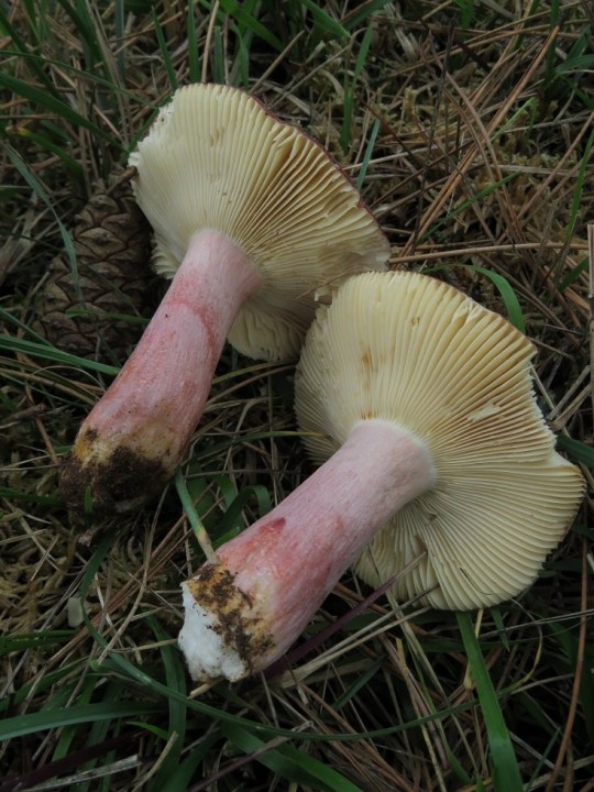 Russula torulosa 22 OCT 2020 MONTROZIER (6).JPG