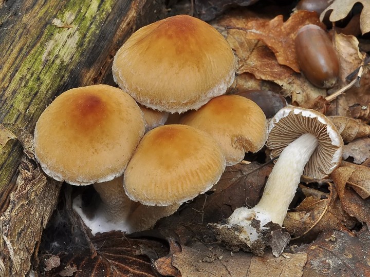 Psathyrella_gossypina.jpg