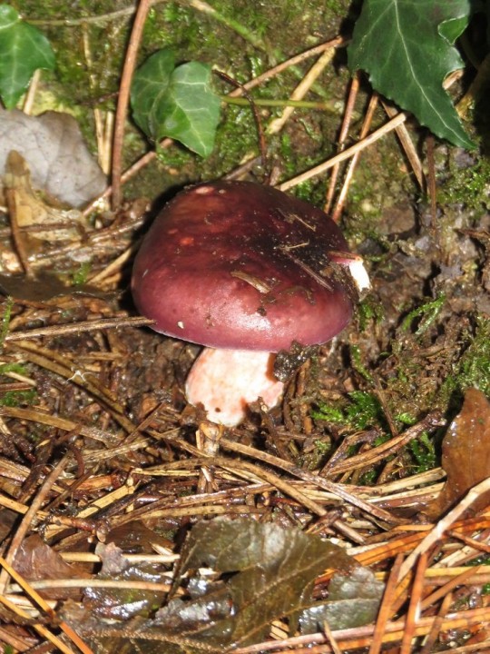 Russula torulosa 11 NOV 2019 MONTROZIER (9).JPG