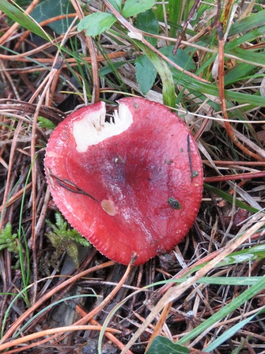 Russula torulosa 11 NOV 2019 MONTROZIER (10).JPG