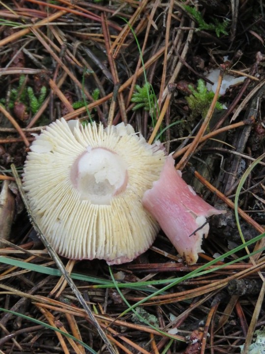 Russula torulosa 11 NOV 2019 MONTROZIER (11).JPG