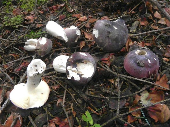 DSCN0513b.JPG